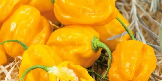 Daftar Habanero Terbaru: Pilihan Varietas Pedas untuk Perkebunan Anda