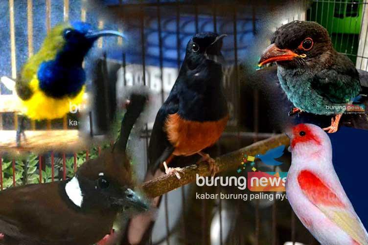 Daftar Gacor Tergacor: 10 Jenis Burung yang Paling Banyak Bersuara Melengking