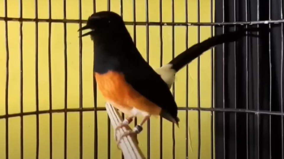 Gacor Aman: Tips Menjaga Kesehatan dan Kicauan Burung Agar Tetap Prima