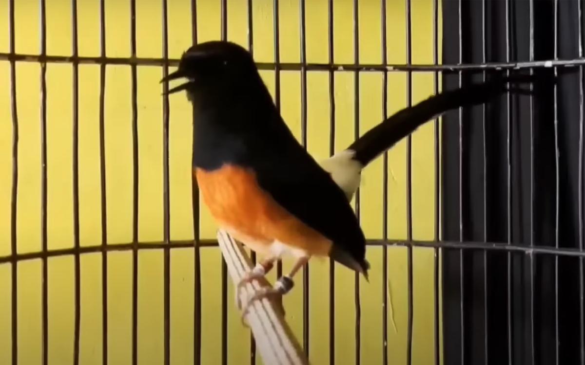 Gacor Aman: Tips Menjaga Kesehatan dan Kicauan Burung Agar Tetap Prima