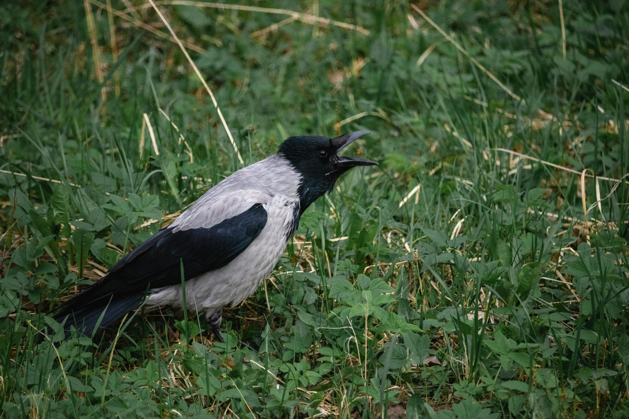Gacor Aman: Tips Menjaga Kesehatan dan Kicauan Burung Agar Tetap Prima