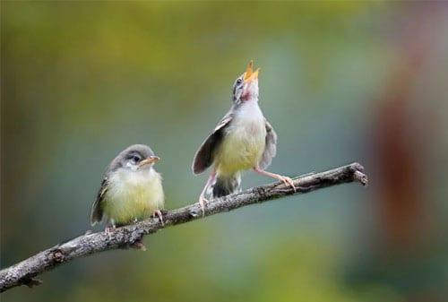 Daftar Gacor Tergacor: Siapkan Burung Anda untuk Bersuara Melengking!