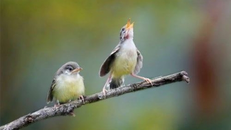 Daftar Gacor Tergacor: Siapkan Burung Anda untuk Bersuara Melengking!