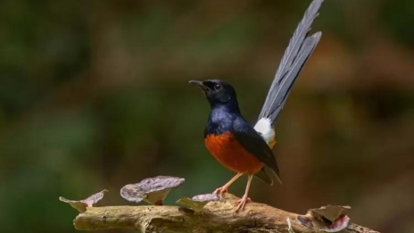 Daftar Gacor Aman: Tips dan Trik Menjadikan Burung Anda Bernyanyi Merdu