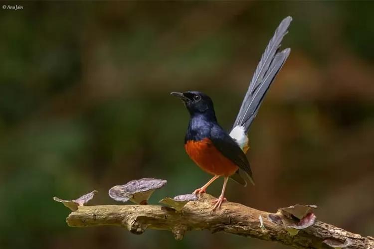 Daftar Gacor Aman: Tips dan Trik Menjadikan Burung Anda Bernyanyi Merdu