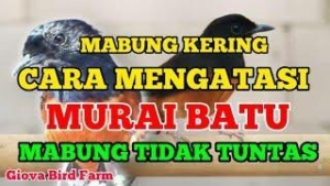 Agen Gacor Terjitu: Tips dan Trik Jitu untuk Mendapatkan Suara Burung Terbaik