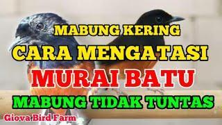Agen Gacor Terjitu: Tips dan Trik Jitu untuk Mendapatkan Suara Burung Terbaik