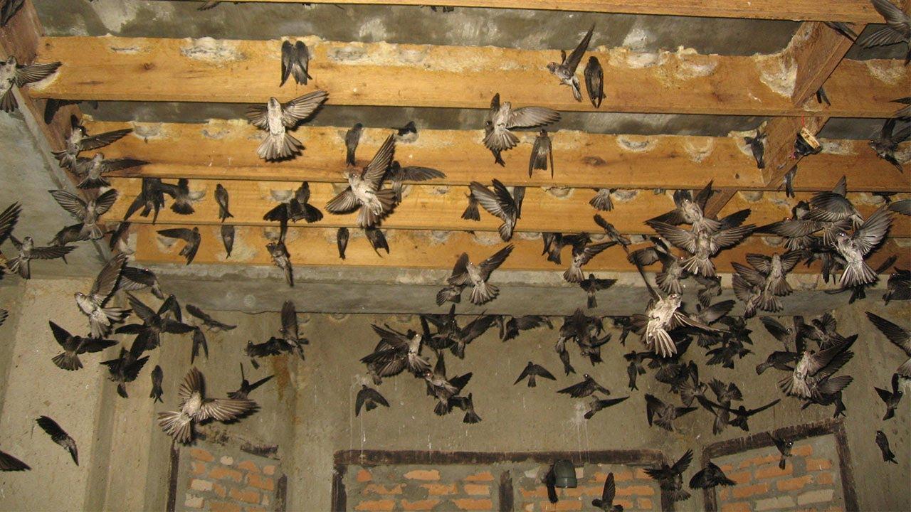 Agen Gacor Terjitu: Tips dan Trik Jitu untuk Mendapatkan Suara Burung Terbaik
