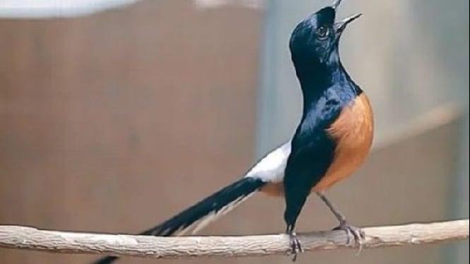 Daftar Gacor Aman: Tips dan Trik Menjadikan Burung Anda Bernyanyi Merdu
